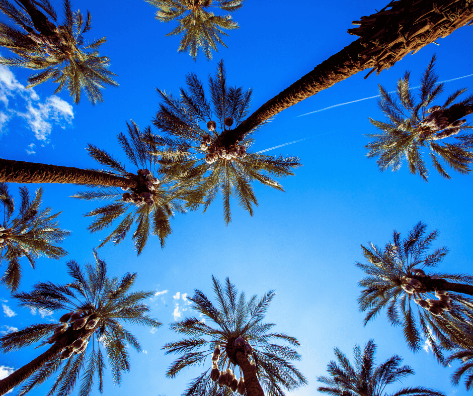 Torch-Down Roofing for Newport Beach Flat Roofs